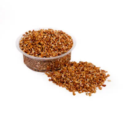 Horse Gram Sprouts
