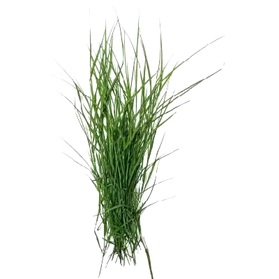 Doorba Grass