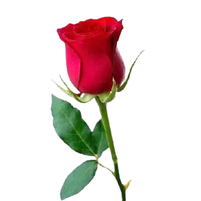 Red Rose Flower