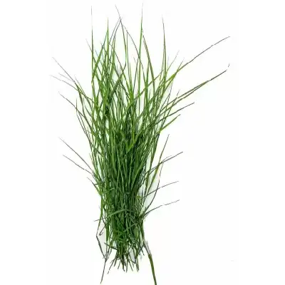 Doorba Grass